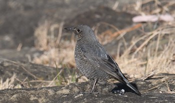 イソヒヨドリ 葛西臨海公園 2018年1月12日(金)