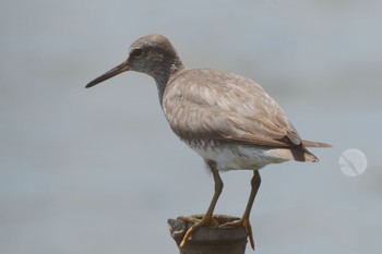 Grey-tailed Tattler Yatsu-higata Fri, 8/12/2022