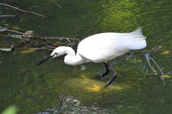 コサギ 長居植物園 2022年8月8日(月)