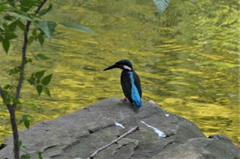 カワセミ 長居植物園 2022年8月9日(火)