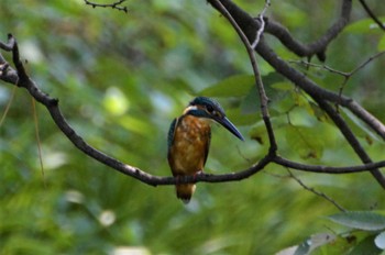 カワセミ 長居植物園 2022年8月9日(火)