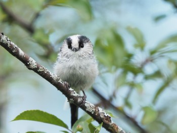 Long-tailed Tit Unknown Spots Fri, 8/12/2022