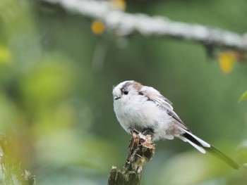 Long-tailed Tit Unknown Spots Fri, 8/12/2022