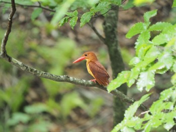 Ruddy Kingfisher Unknown Spots Sun, 7/17/2022