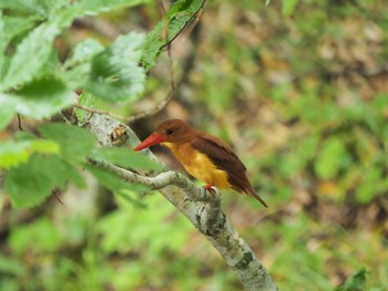 Ruddy Kingfisher Unknown Spots Sun, 7/17/2022