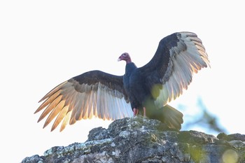 Turkey Vulture Muyil Ruins Wed, 1/10/2018