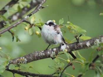 Long-tailed Tit Unknown Spots Fri, 8/12/2022