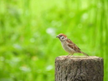 Eurasian Tree Sparrow 朝日山公園 Sat, 7/23/2022