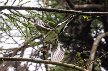 サンショウクイ 海上の森 2022年8月13日(土)