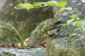 メジロ 金ヶ崎公園(明石市) 2022年8月1日(月)