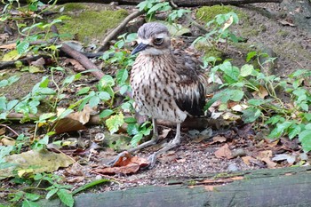 オーストラリアイシチドリ キャンベルタウン野鳥の森 2022年8月13日(土)