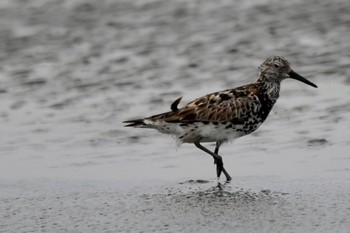 オバシギ ふなばし三番瀬海浜公園 2022年8月14日(日)