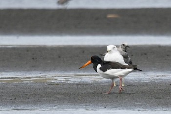 ミヤコドリ ふなばし三番瀬海浜公園 2022年8月14日(日)