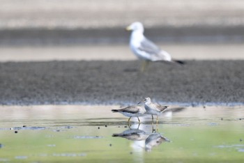 キアシシギ ふなばし三番瀬海浜公園 2022年8月7日(日)