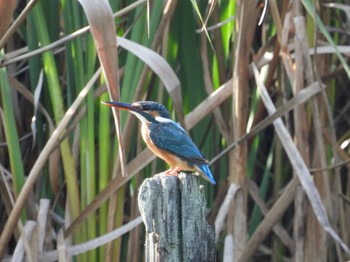 2022年8月15日(月) 舞岡公園の野鳥観察記録