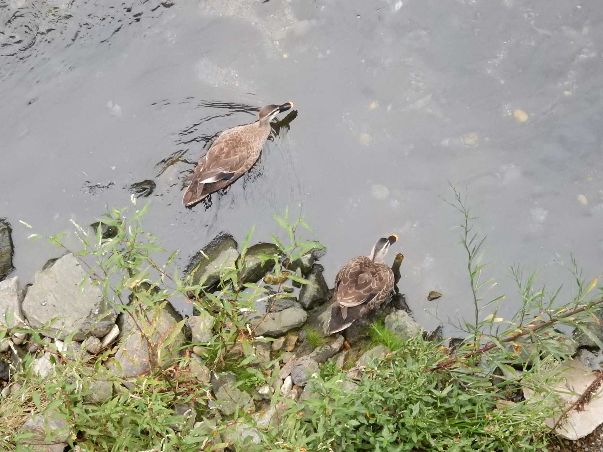 平和の森公園、妙正寺川 カルガモの写真 by morinokotori