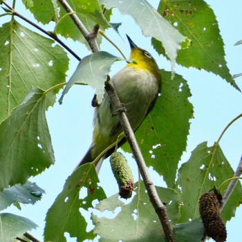 Warbling White-eye Makomanai Park Wed, 8/17/2022