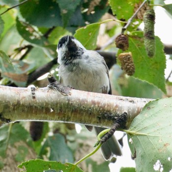 Marsh Tit Makomanai Park Wed, 8/17/2022