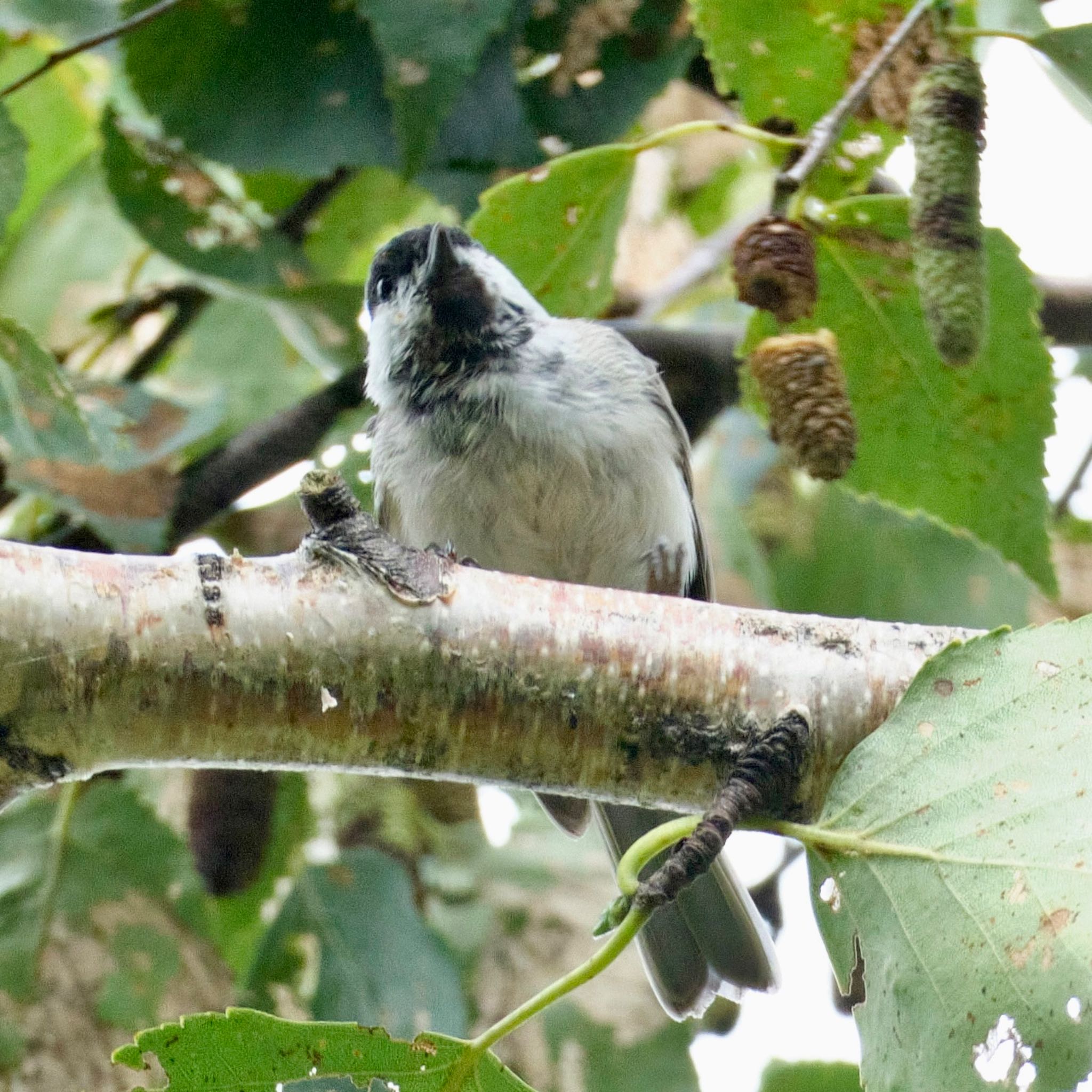 Photo of Marsh Tit at Makomanai Park by haha.9535