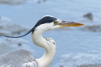 Grey Heron Yatsu-higata Fri, 8/12/2022