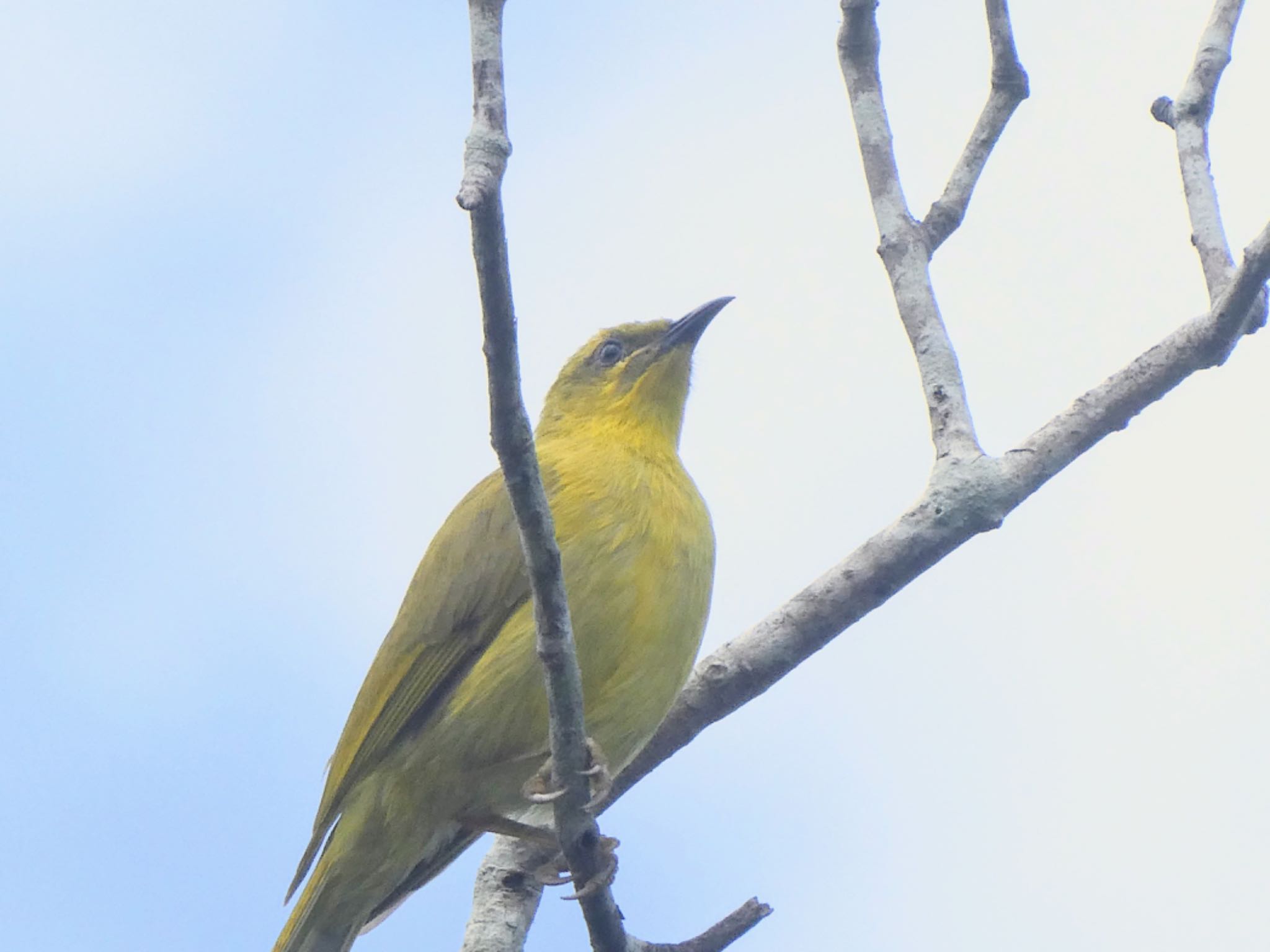 Centenary Lakes(Cairns) キイロミツスイの写真 by Maki