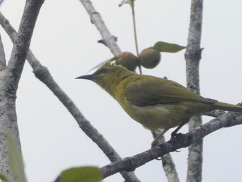 Yellow Honeyeater Centenary Lakes(Cairns) Thu, 8/11/2022