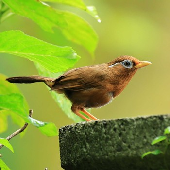 ガビチョウ 権現山(弘法山公園) 2022年8月17日(水)