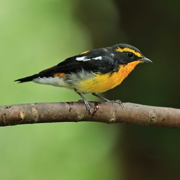 2022年8月17日(水) 権現山(弘法山公園)の野鳥観察記録