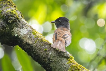 サンコウチョウ 海上の森 2022年8月13日(土)