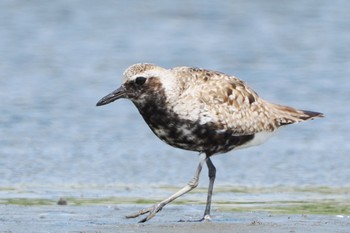 Grey Plover Sambanze Tideland Fri, 8/12/2022