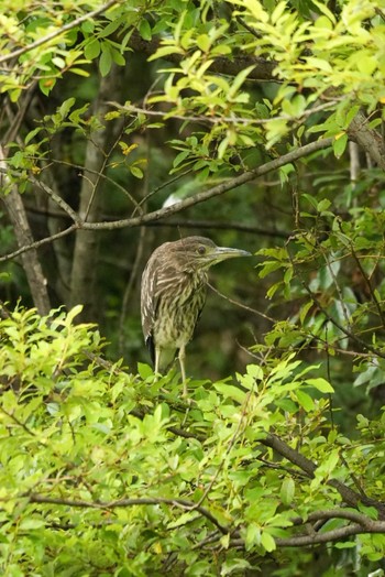 Black-crowned Night Heron 越谷健康福祉村 Wed, 8/17/2022