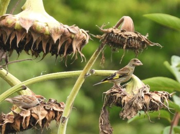 Wed, 8/17/2022 Birding report at Minuma Rice Field