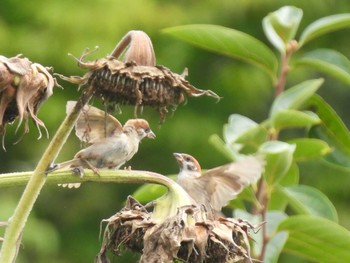 Eurasian Tree Sparrow Minuma Rice Field Wed, 8/17/2022