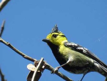 セボシカンムリガラ タイ北部 撮影日未設定