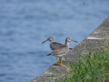 Grey-tailed Tattler 浜名湖 Mon, 8/15/2022