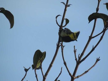 Yellow-cheeked Tit