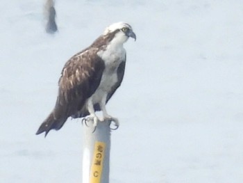 Osprey 浜名湖 Mon, 8/15/2022