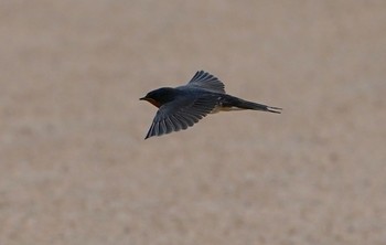 2022年8月17日(水) 淀川河川公園の野鳥観察記録