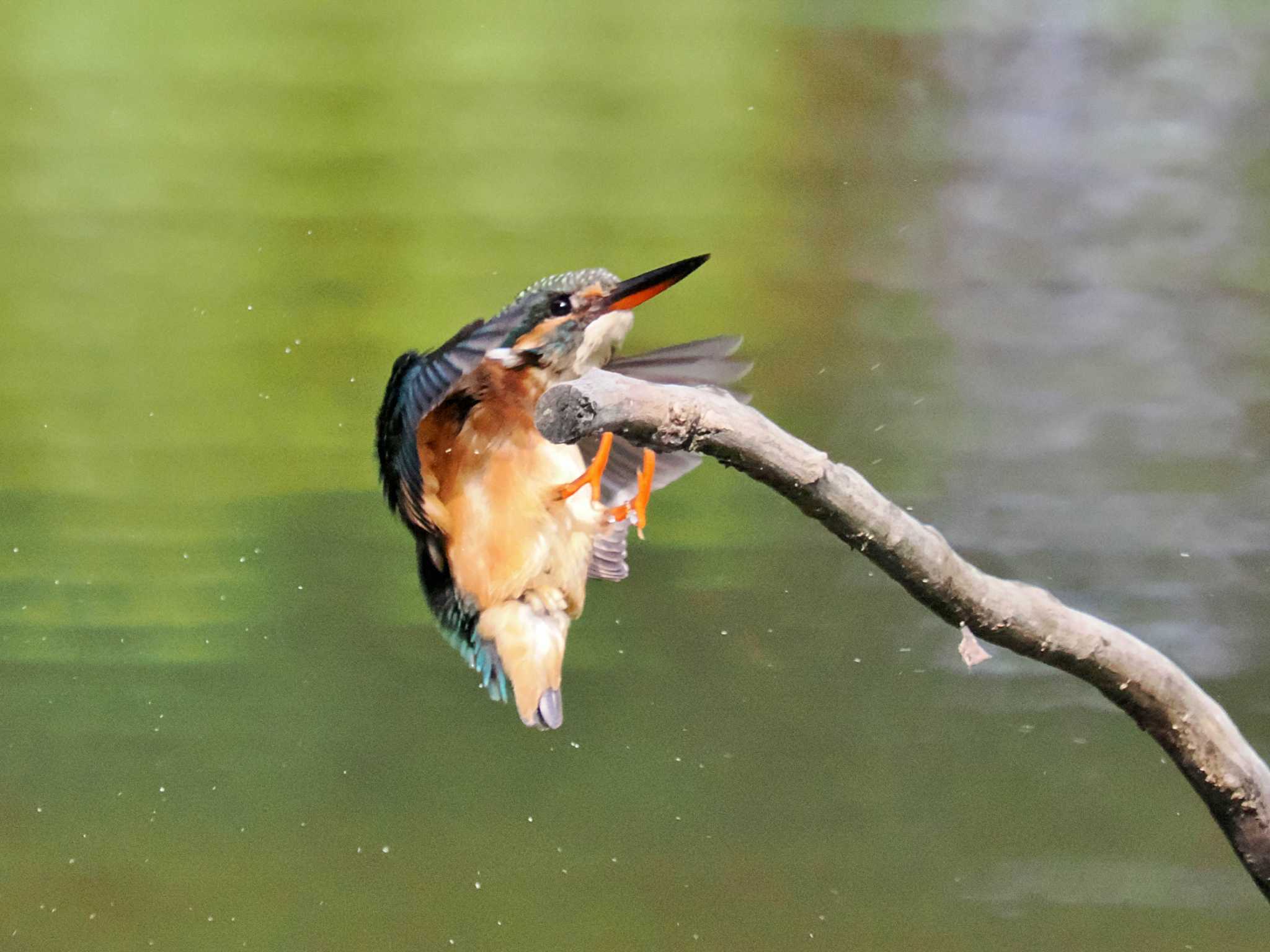 葛西臨海公園 カワセミの写真 by 藤原奏冥