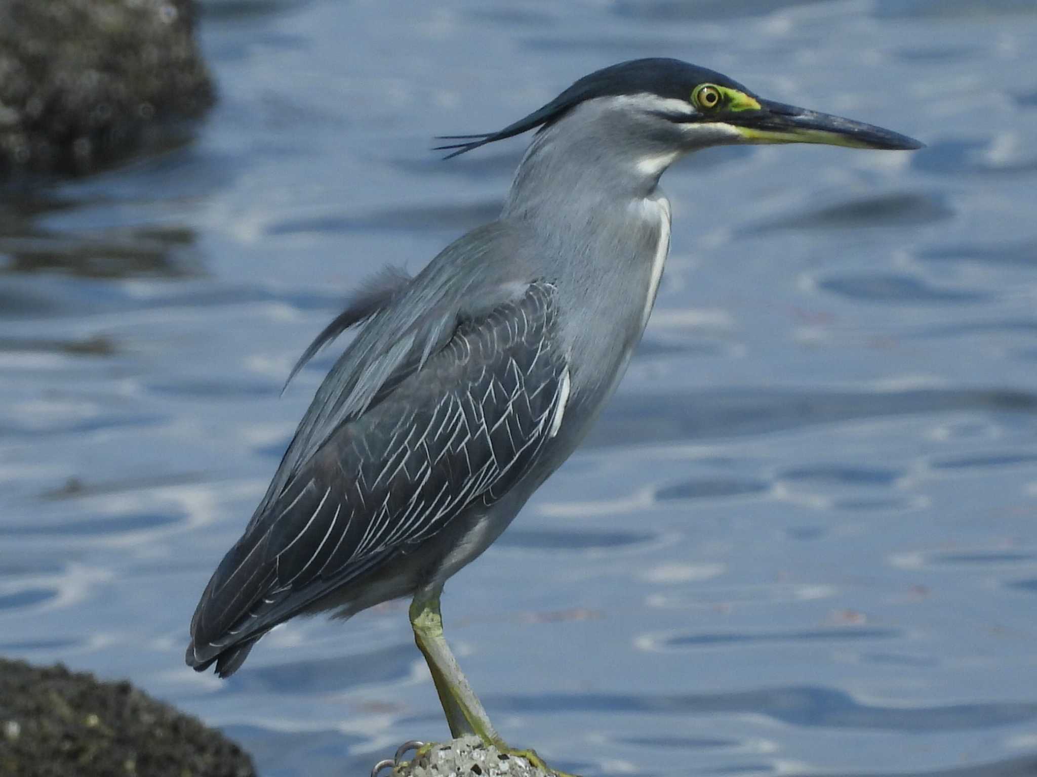 東京港野鳥公園 ササゴイの写真 by UTAKAZU自然観察日記