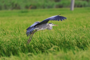 アオサギ 浮島ヶ原自然公園 2022年8月17日(水)