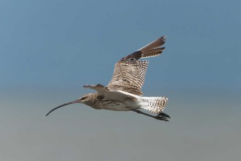 Sun, 8/14/2022 Birding report at Daijugarami Higashiyoka Coast