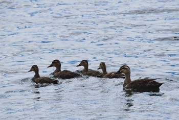 Eastern Spot-billed Duck 中禅寺湖 Fri, 8/12/2022