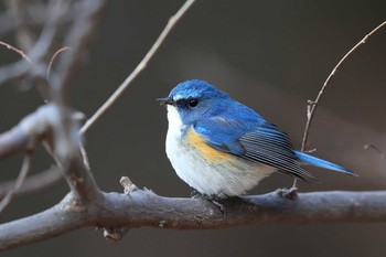 Red-flanked Bluetail Unknown Spots Sat, 1/27/2018