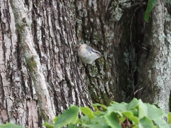 Eurasian Nuthatch 中禅寺湖 Fri, 8/12/2022