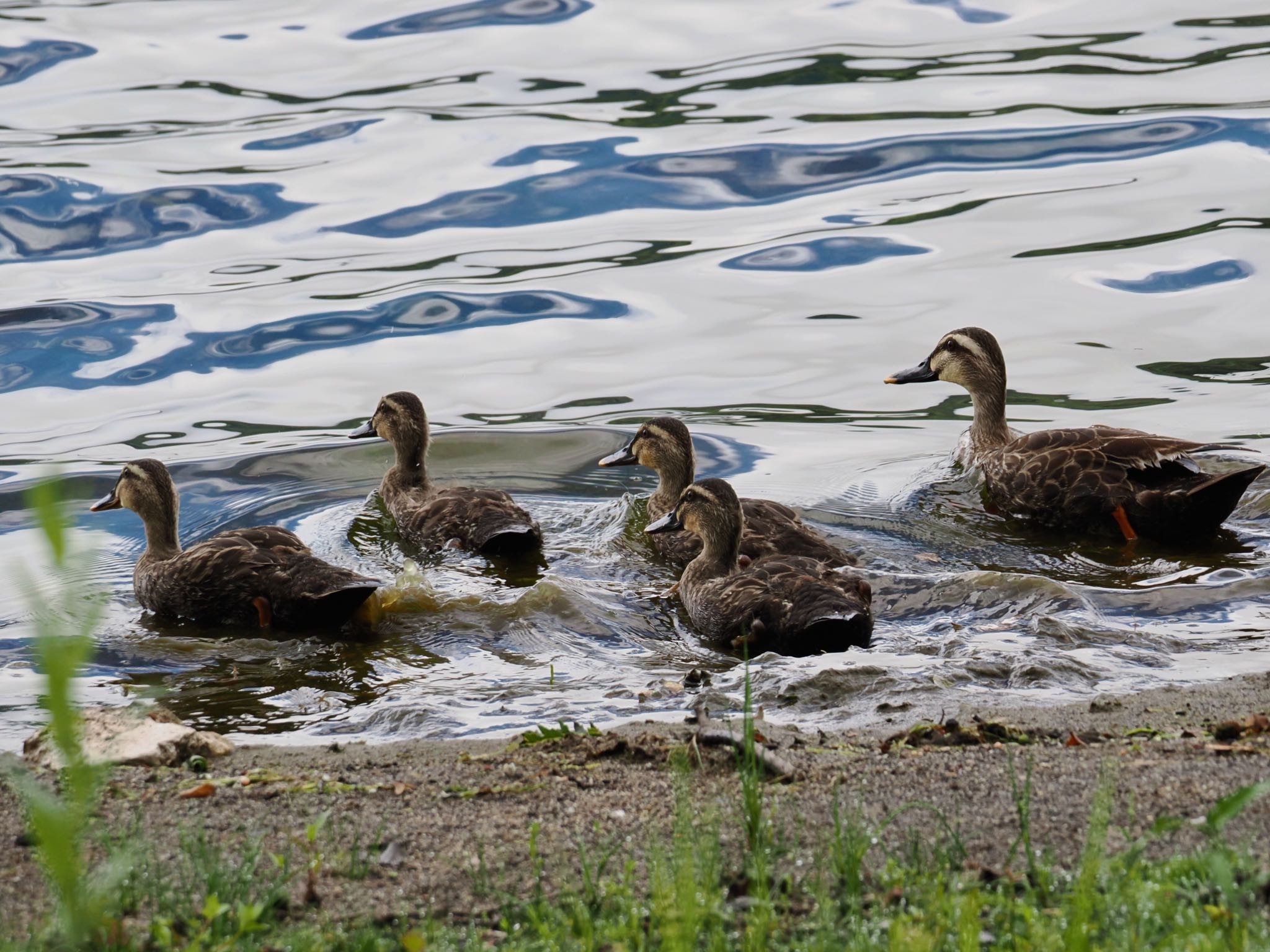 Eastern Spot-billed Duck