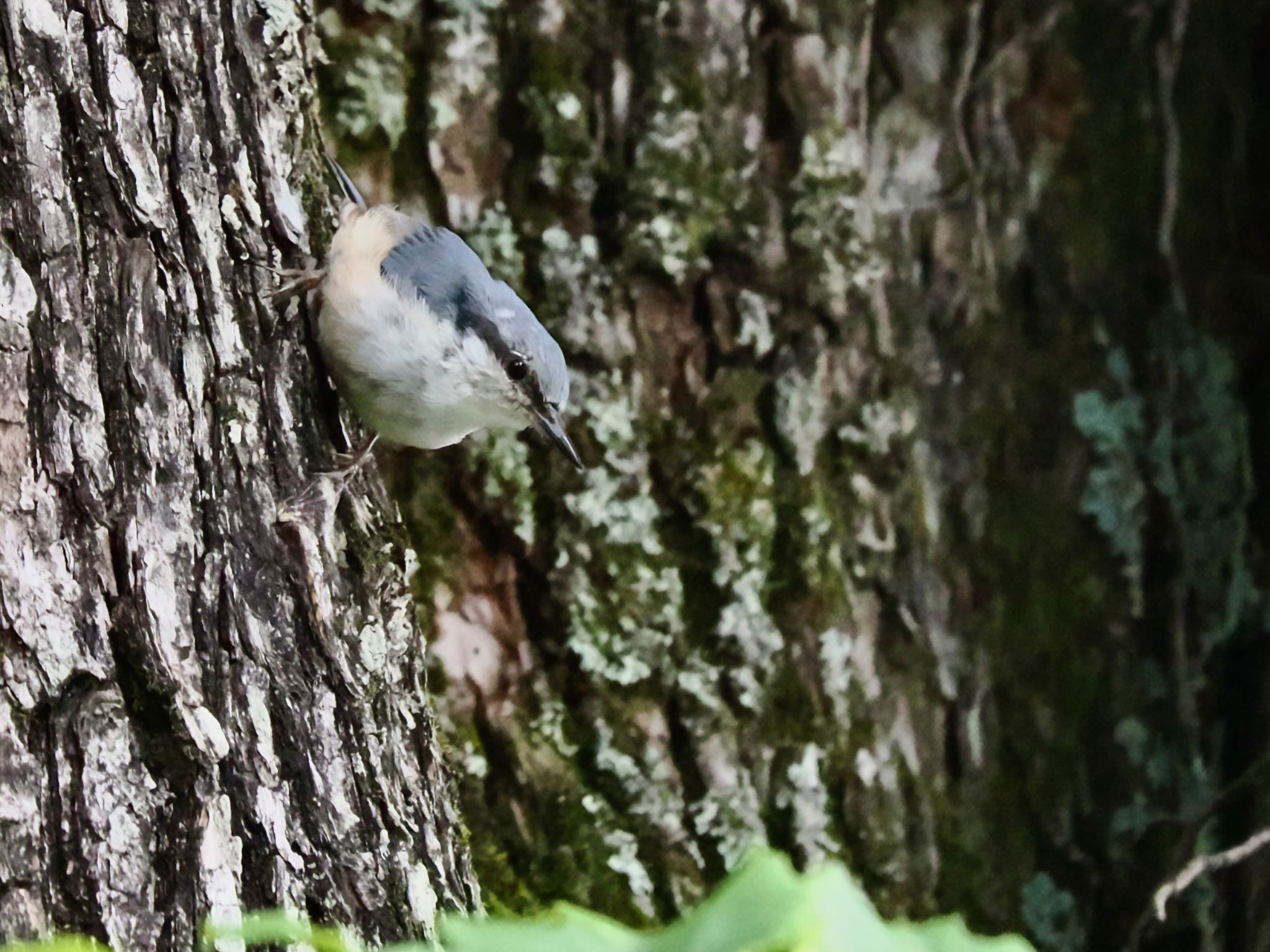 Eurasian Nuthatch