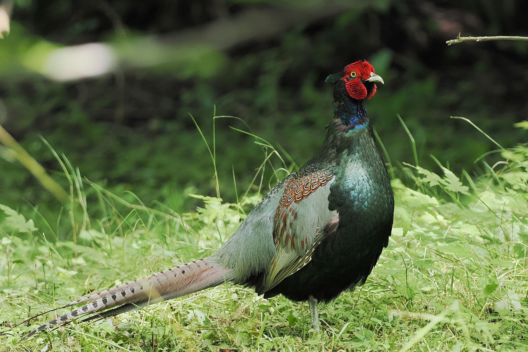 Green Pheasant