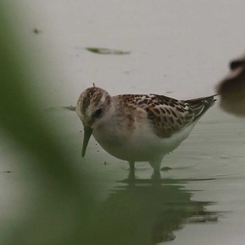 Little Stint Unknown Spots Unknown Date