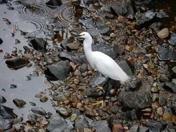 Little Egret 平和の森公園、妙正寺川 Thu, 8/18/2022